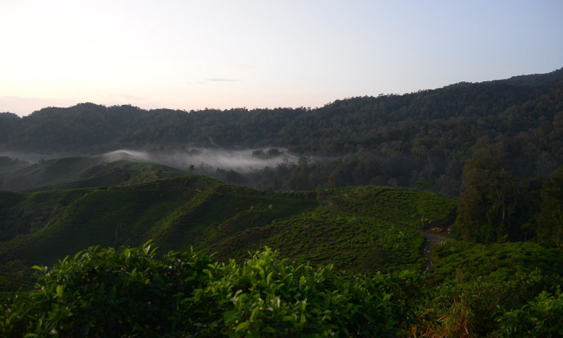 desa wisata malasari kabut teh