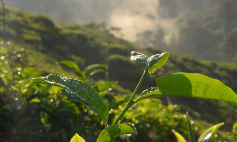 desa wisata malasari pucuk teh