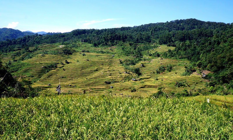 desa wisata malasari sawah terasering