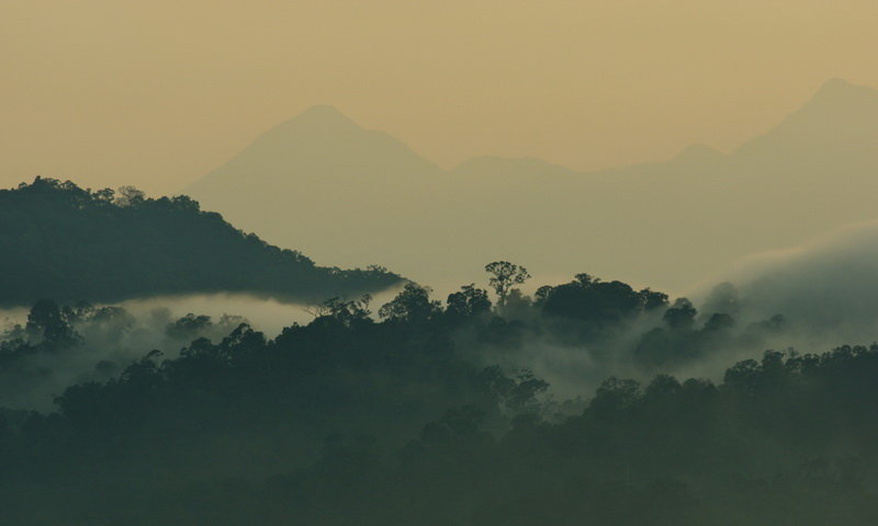 hutan desa wisata malasari sunrise