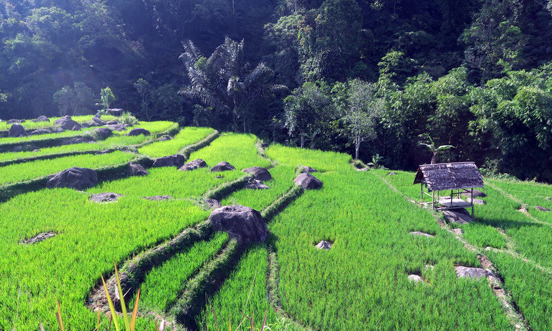 sawah desa wisata kiarasari