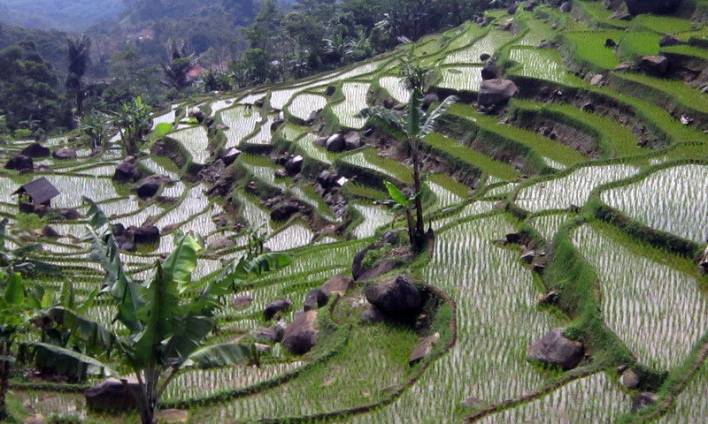 sawah desa wisata malasari