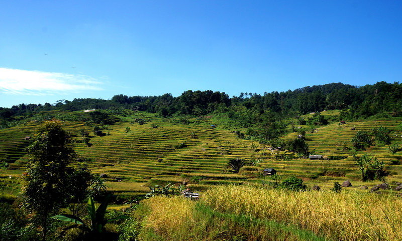 sawah desa wisata malasari