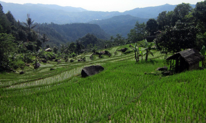 sawah di desa wisata malasari