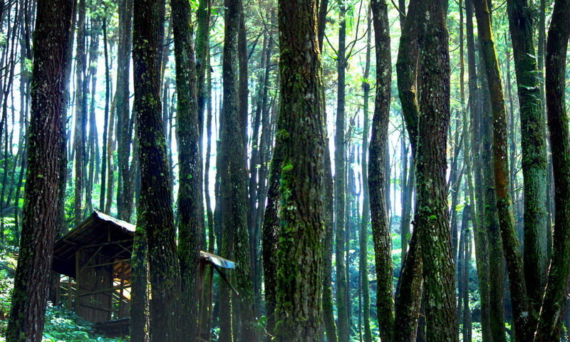 Tempat Wisata Di Bogor Hutan Pinus