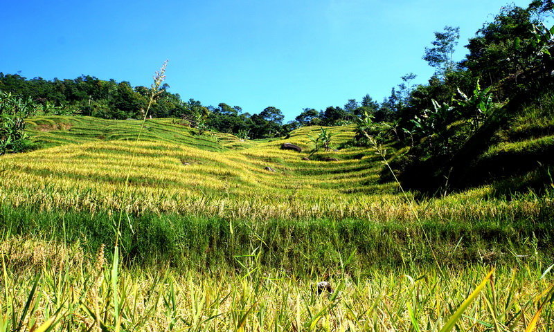 terasering desa wisata malasari