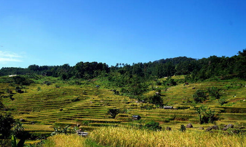 terasering wisata bogor punya pesona wisata Bali