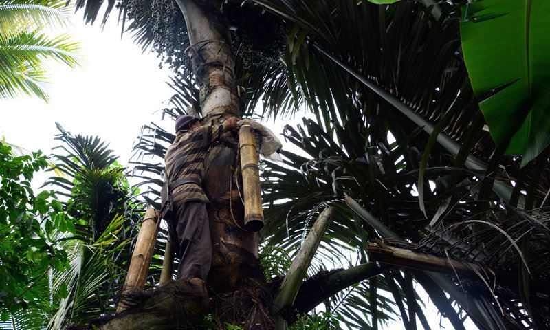 wisata halimun budaya di halimun pohon aren