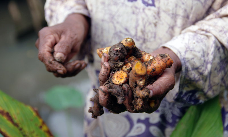 wisata halimun dunia tumbuhan koneng