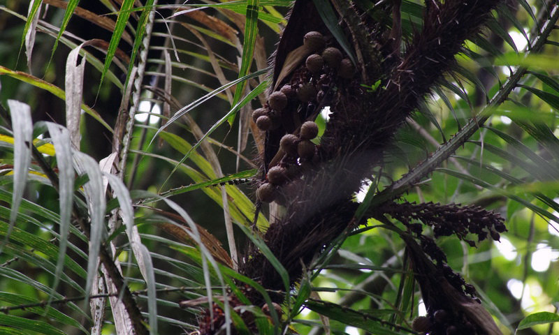 wisata halimun dunia tumbuhan rotan