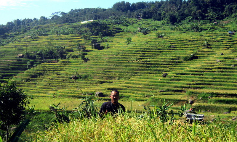 wisata malasari terasering